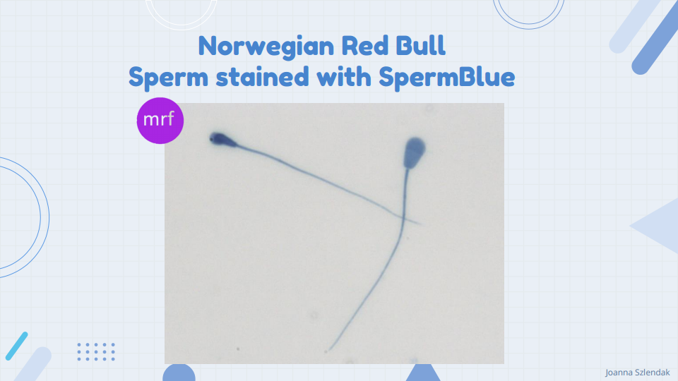 Norweigian Red Bull Sperm stained with SpermBlue